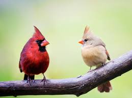 Cardinal