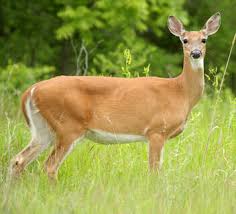 White-Tailed Deer