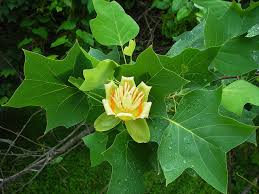 Tulip Poplar Tree